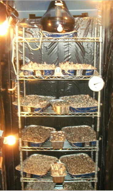 NSF Approval 6 Tier Steel Wire Shelf Storage Rack for Mushroom Growing