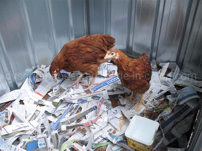 Poultry House Steel Structure Chicken House (DSF6X4-C1)