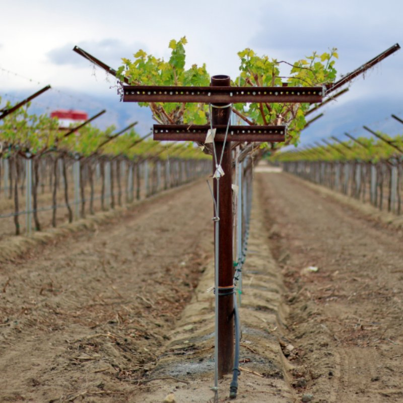 V or Y Shaped Vineyard Post for Open Gable Trellis System Galvanized Steel Three Leg Support Frame for Grape Vine Training and Orchard Farming