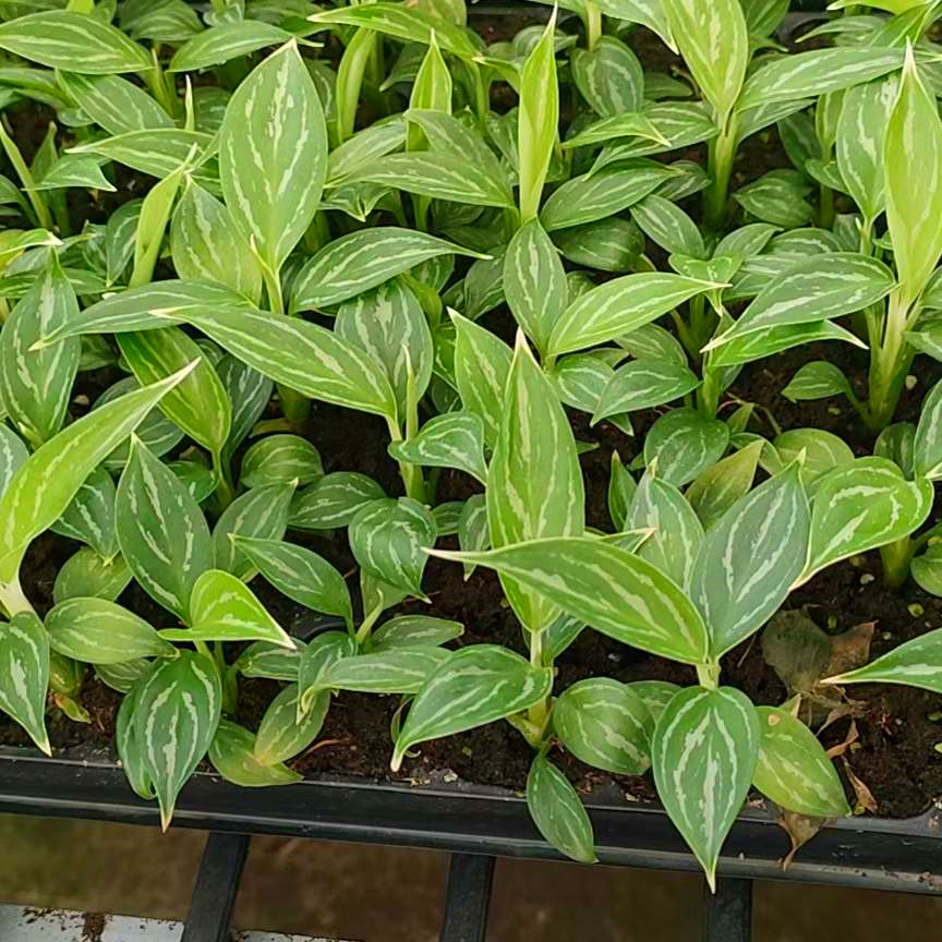 Aglaonema Seedling Young Plant Aglaonema Tissue Culture Plant Wholesale Nursery