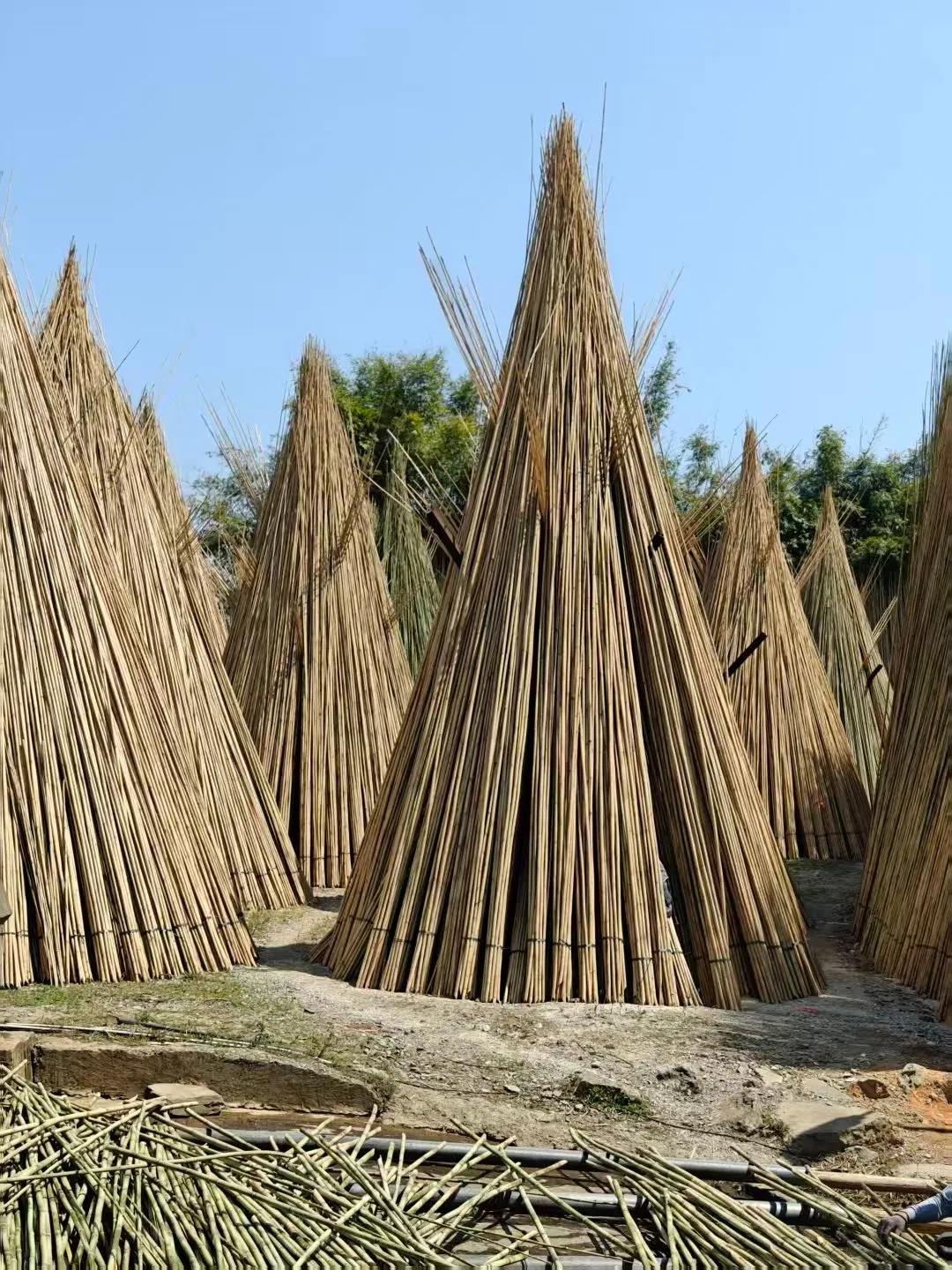 Grow More with Bamboo: Trellises for Healthier, Higher-Yielding Plants