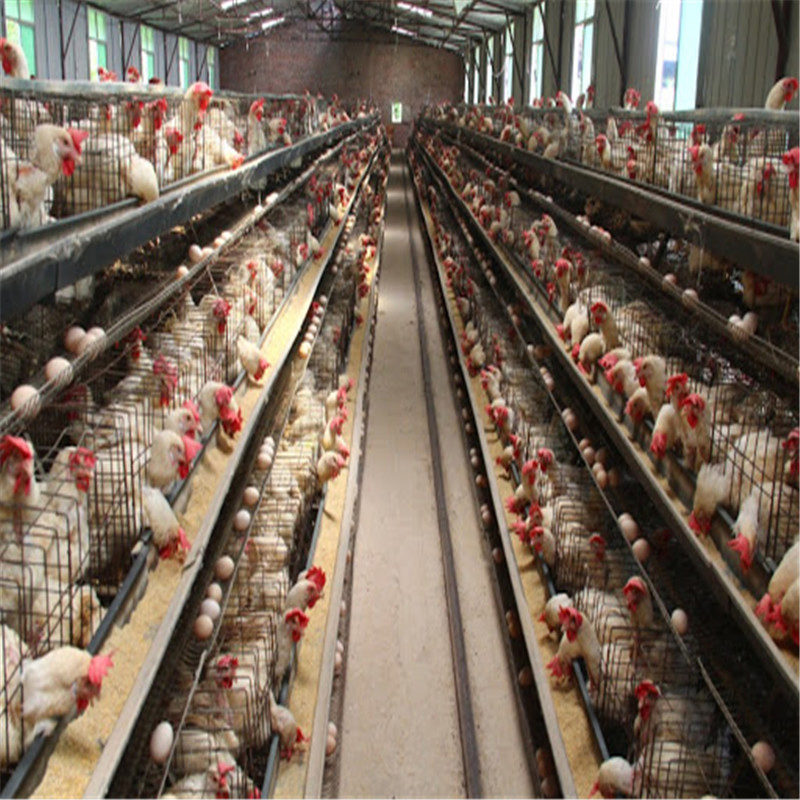 Long Span Easy Built Automatic Steel Chicken Farm Equipment