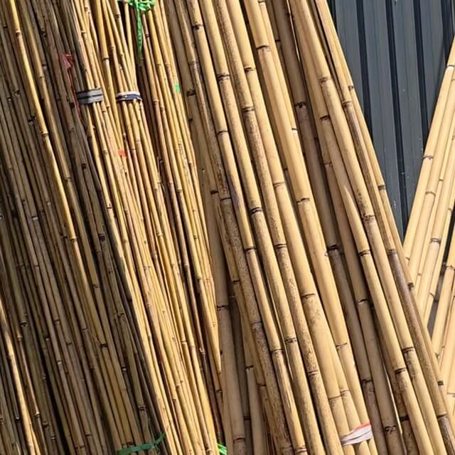 Tonkin Bamboo Poles for Agricultural Use to Support Plants Grow