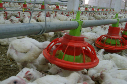 Popular Galvanized Customized Prefabricated Steel Structure Engineer Building Poultry Farm Chicken House Coop