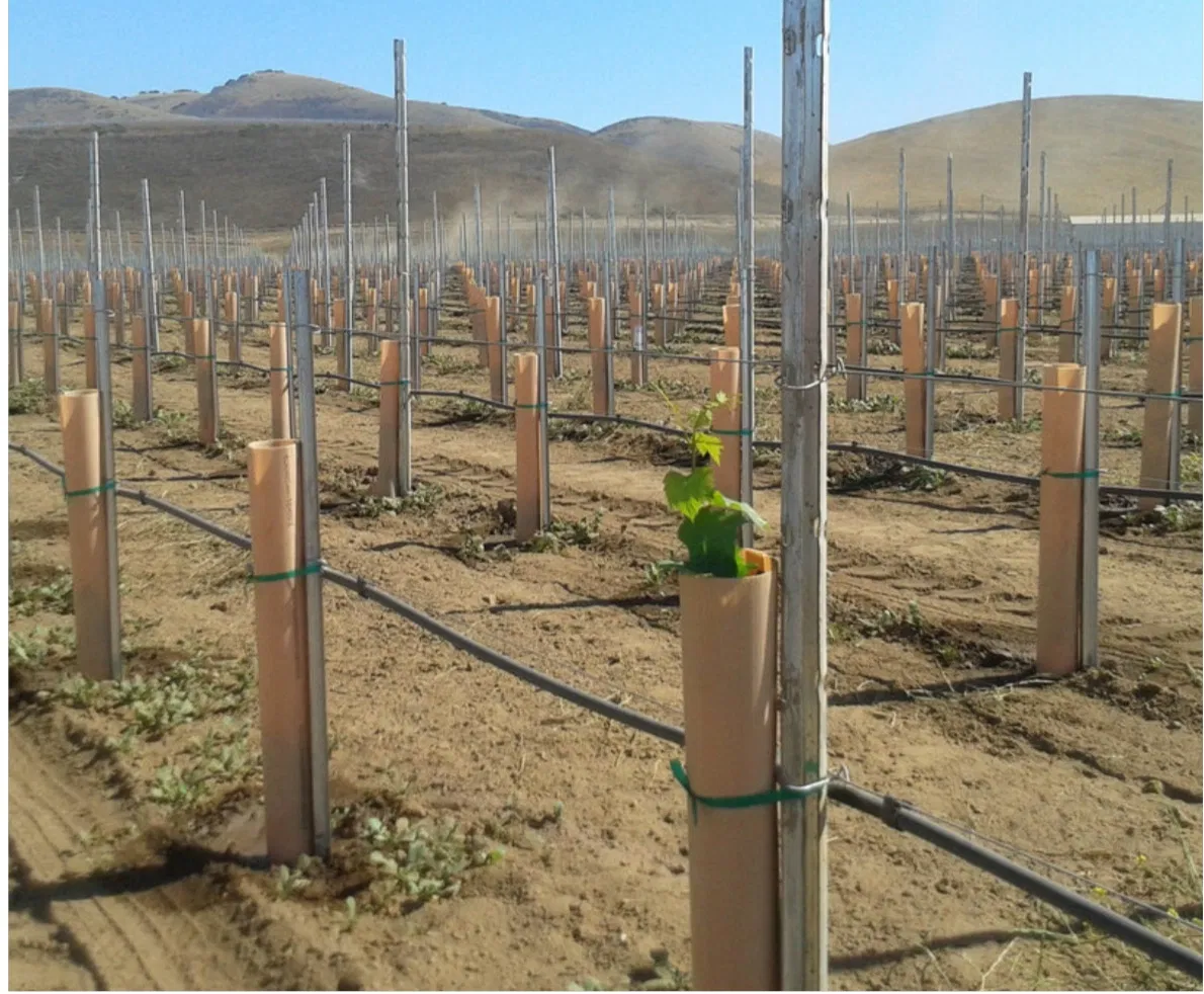 Flagging Tape Agriculture Grafting Supplier