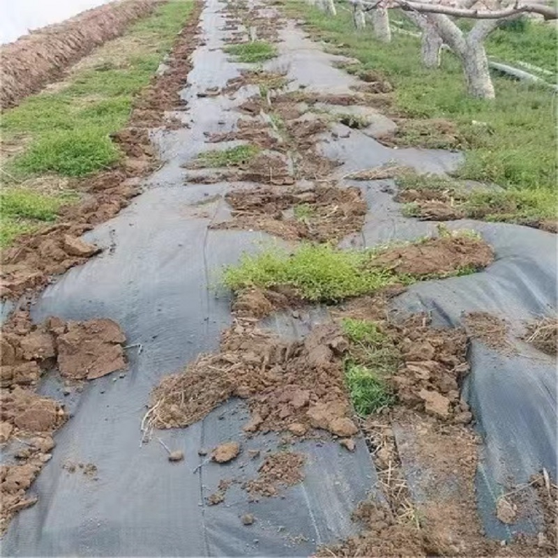 Durable Non-Woven Grass Proof Geotextile for Agriculture Needs