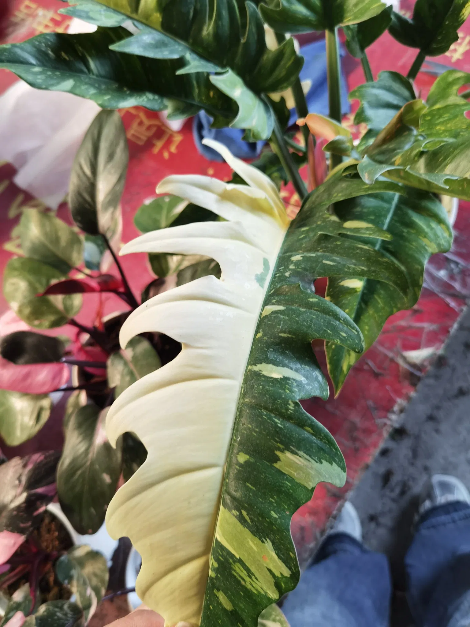 Philodendron Ring of Fire Live Plants Tissue Culture