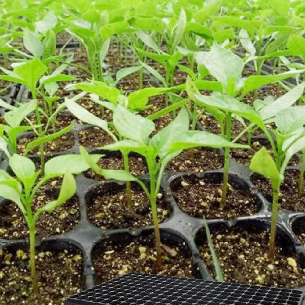 Agricultural Greenhouse Vegetable Seedlings 72-Hole Seed Nursery Tray