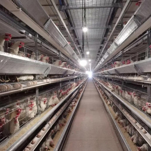 Durable Chicken House and Complete Poultry Care Tools