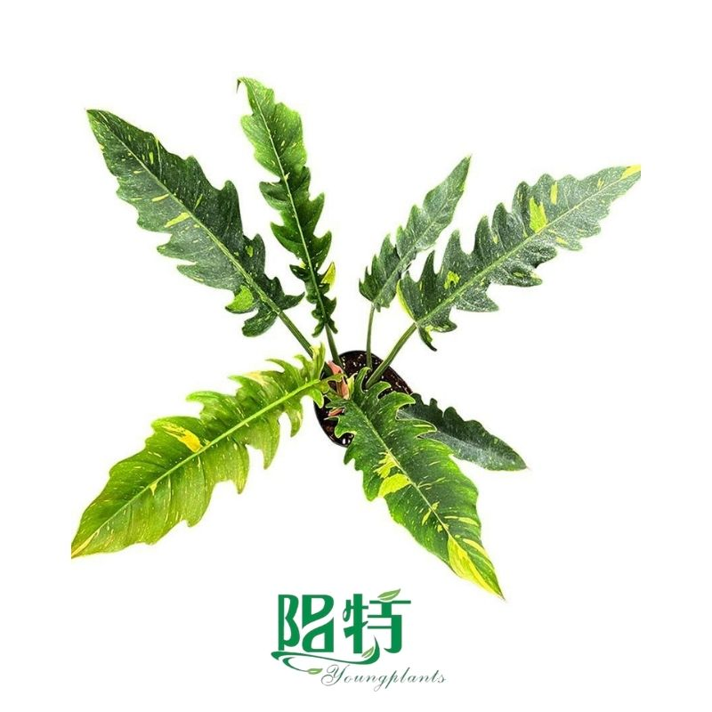 Philodendron Ring of Fire Live Plants Tissue Culture