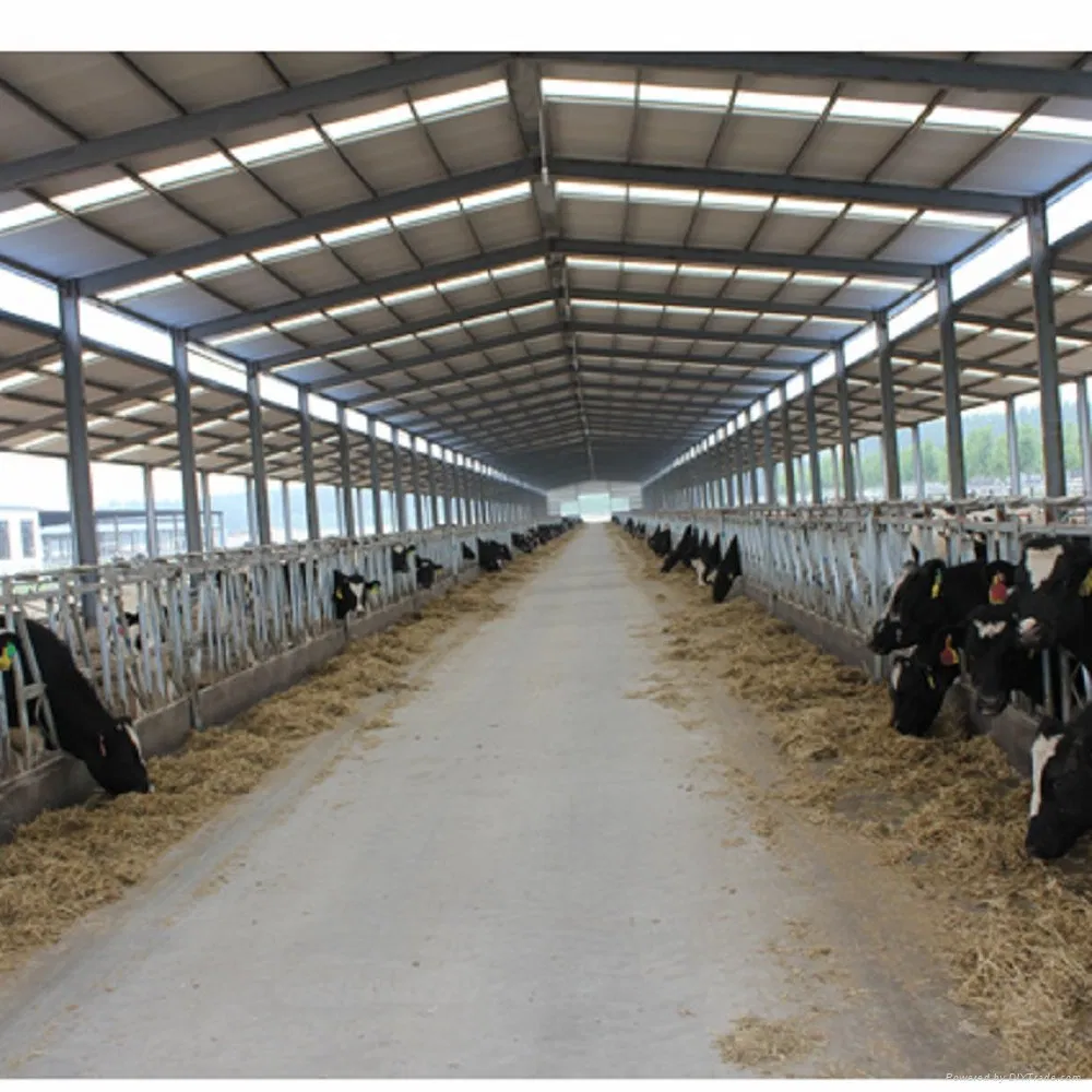 GB Standard Prefabricated Light Steel Structure Cow Diary Shed