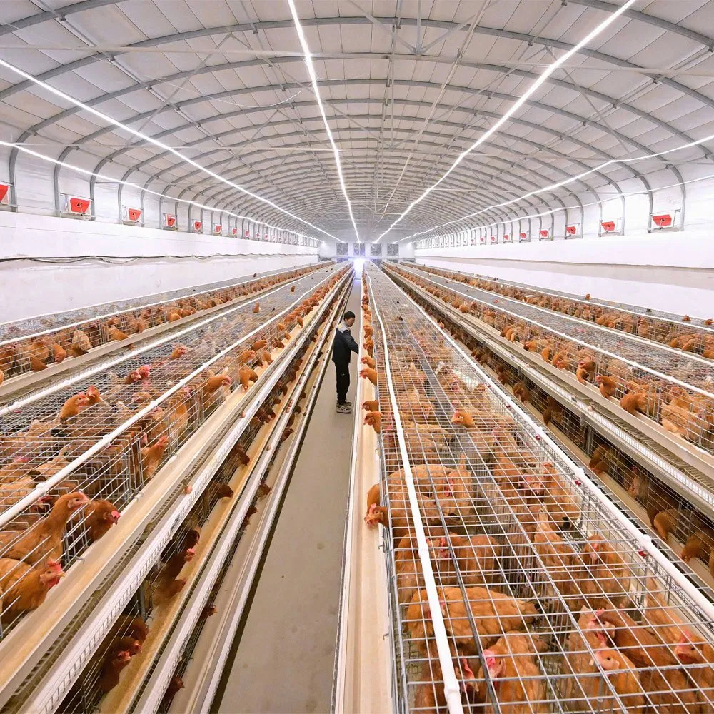 Modern Steel Chicken Coop with Light for Farmhouses