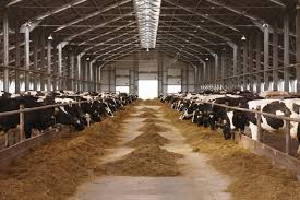 Prefabricated Building Steel House Layer Cages Egg Chicken Poultry House Poultry Farm Equipment Chicken Farming Poultry Building