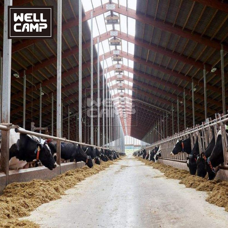 Wellcamp Low Price Steel Structure Farm Design Dairy Cows Cattle Barn Shed