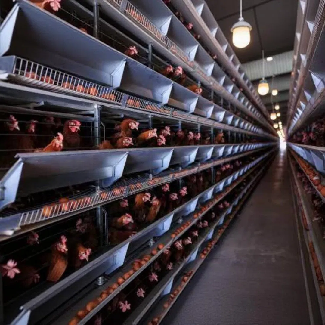 Poultry Facility Layer Farm Chicken Cage