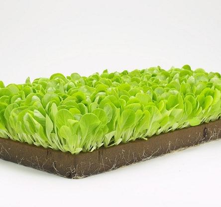 Rock Wool Grow Blocks Cubes/Angricultural Hydroponics Rockwool for Plants