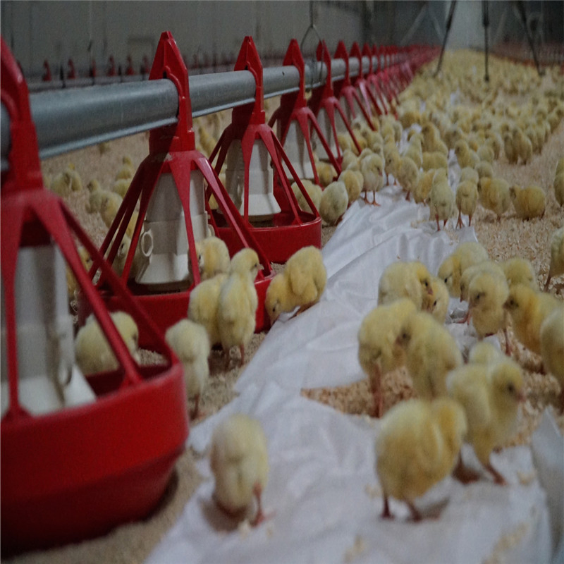 Portable Building Steel Structure Boiler Chicken Poultry Farm House