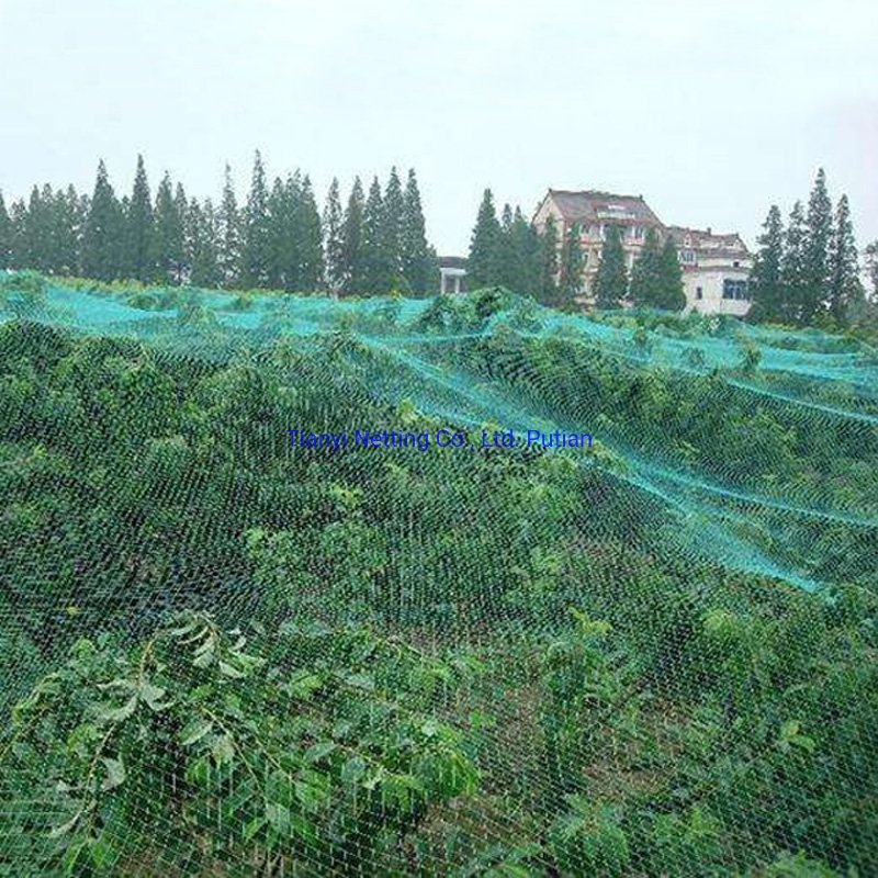 HDPE 8GSM 10X3m Green Color Anti Bird Net, High Quality, Protect Crops.