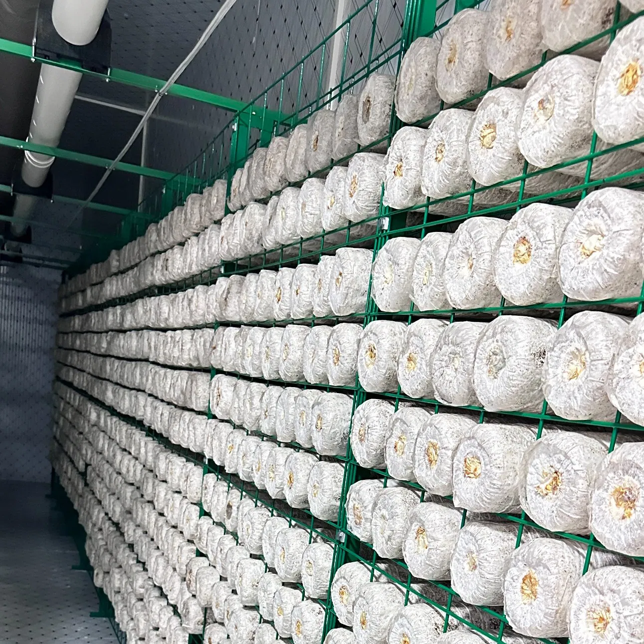 Smart Mushroom Fruiting Chamber System Mushroom Shipping Container Farm