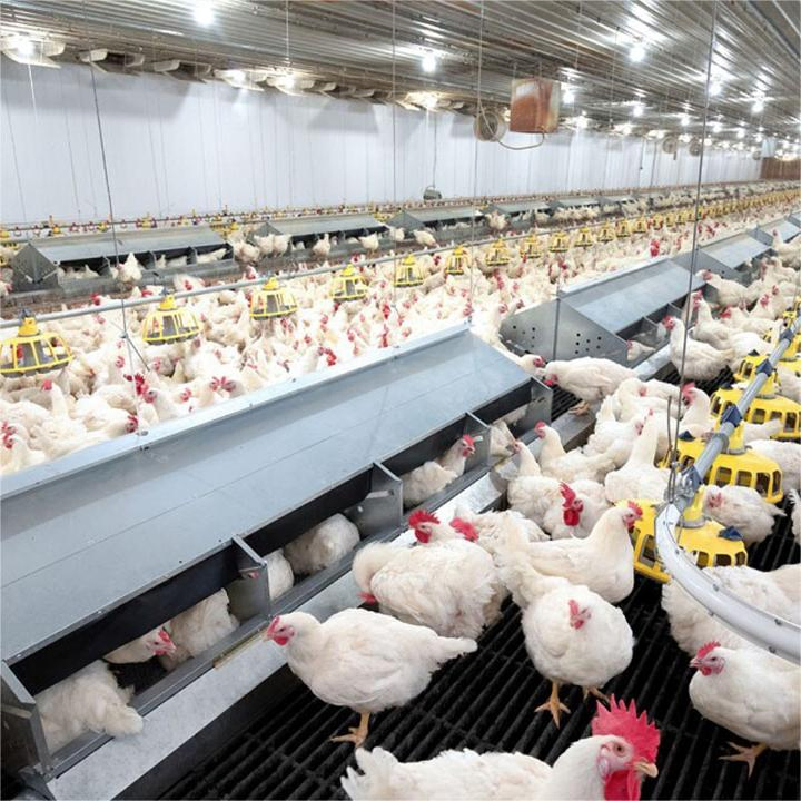 Complete Steel Poultry Farming Set for Cost-Effective Operations
