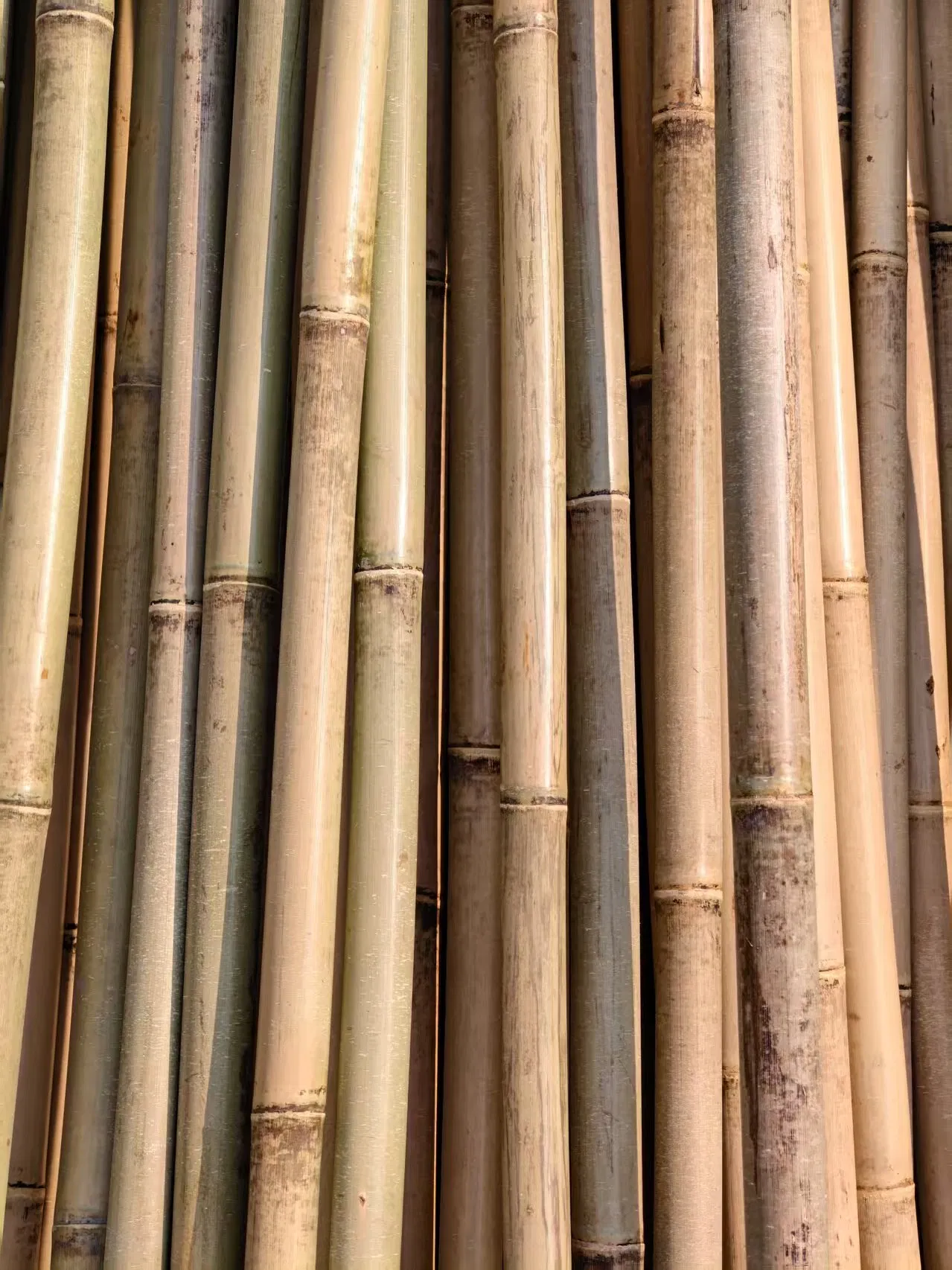 High Quality Nature Bamboo Cane Stake Dia. 20-22mm X 180cm for Plants Grow and Decorative