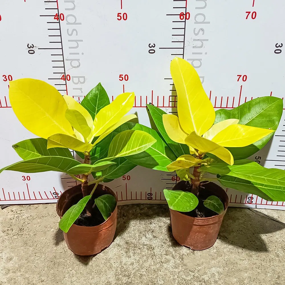 Real Plants Ficus Benjamina Golden Leaf High Quality