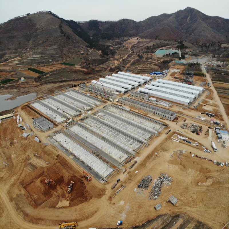 High Strength Steel Structure for Poultry House with Fast Installation and Long Life Broiler Flat Rearing/ Layer Cage/Hens of The Farms Livestock Equipment