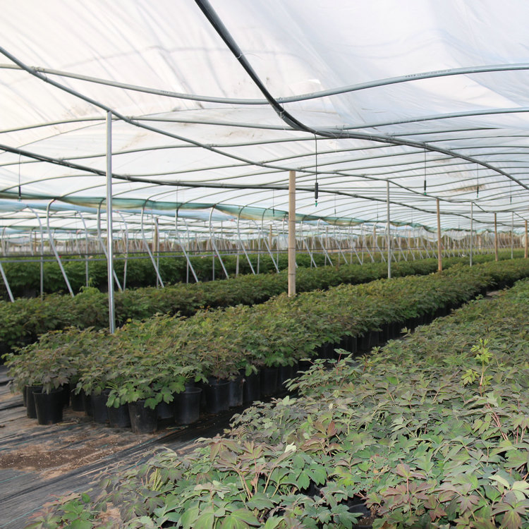 Hot Sell Different Size Yellow Color Big Flower Chinese Tree Peony Jin Huang