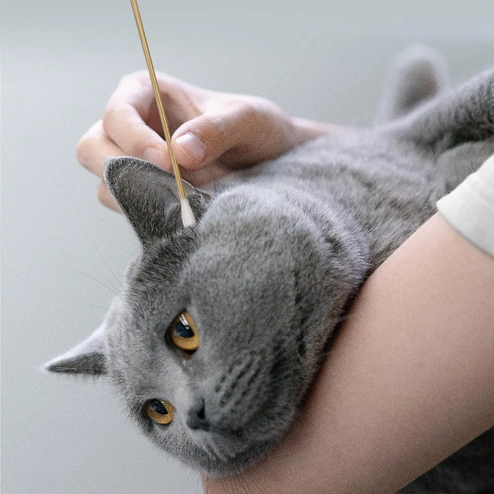 Wholesale Cotton Swabs Customized Size Bamboo Wood Stick Cotton Buds for Ear