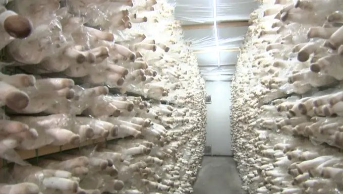 Mushroom Vertical Farming Equipments Smart Mushroom Growing Container Houses