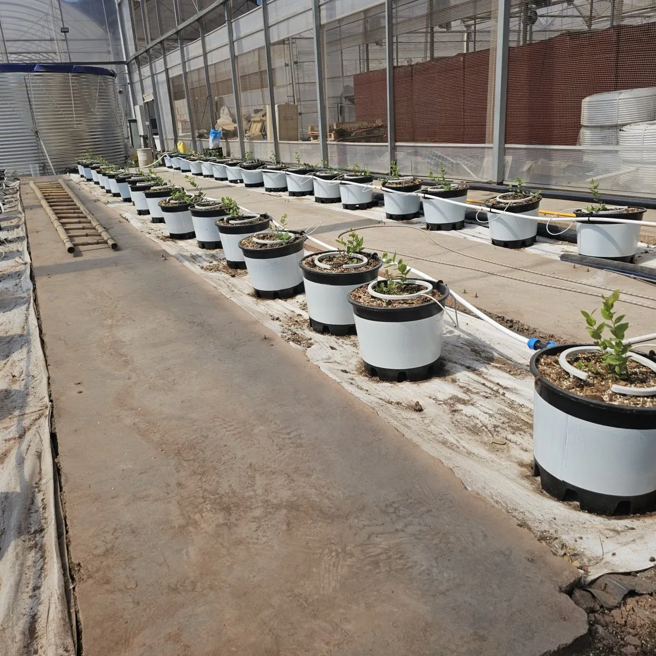 Greenhouse Specific White Grass Proof Cloth Suitable for Passion Fruit