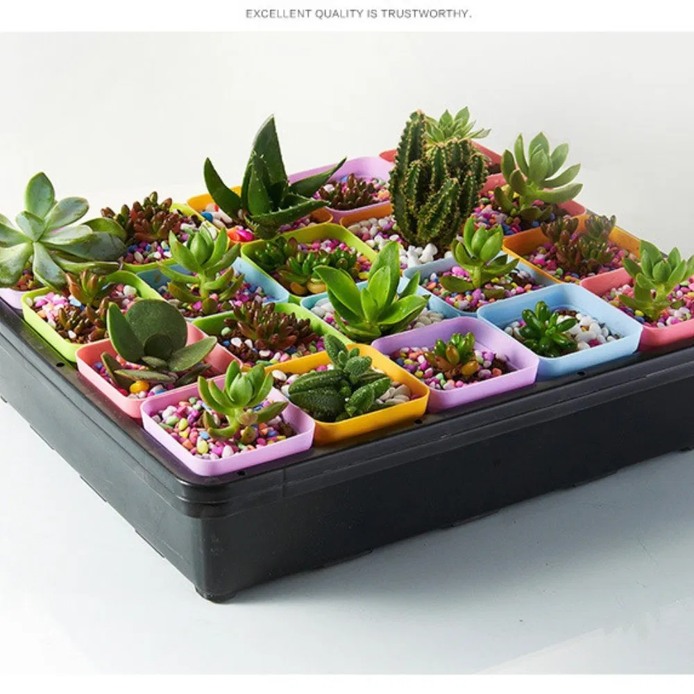 Мини-парник для рассады с прозрачной крышкой