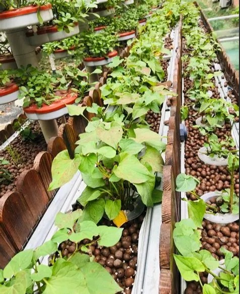 Modular Mushroom Cultivation Chamber Growing Container Fruiting Chamber Mushroom Farming Greenhouse