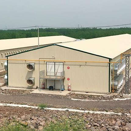 Premium Steel Chicken Coop Featuring Smart Technology Innovations