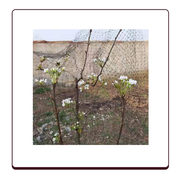 Сетка от птиц для деревьев и курятников