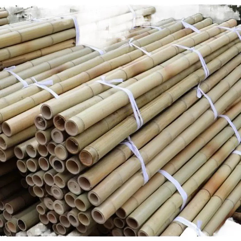 Large Bamboo Poles for Gardening - Natural Thick Stakes, Heavy Duty & Professional