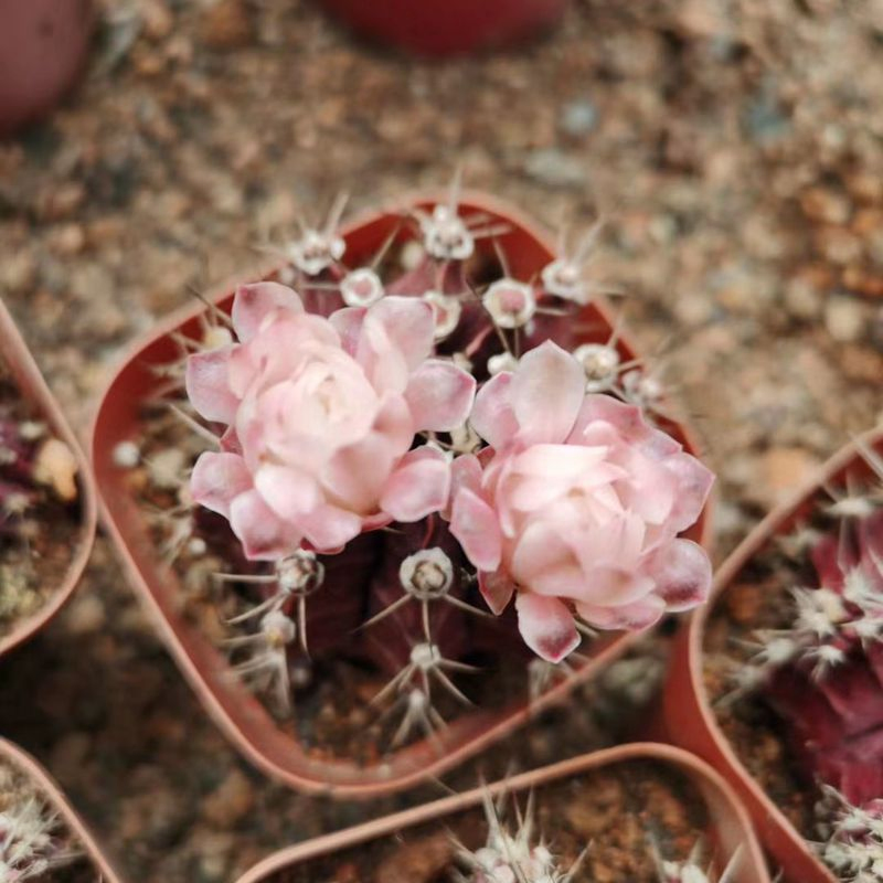 Succulent Plant Garden Live Plants Cactus Ornamental Plant Nursery