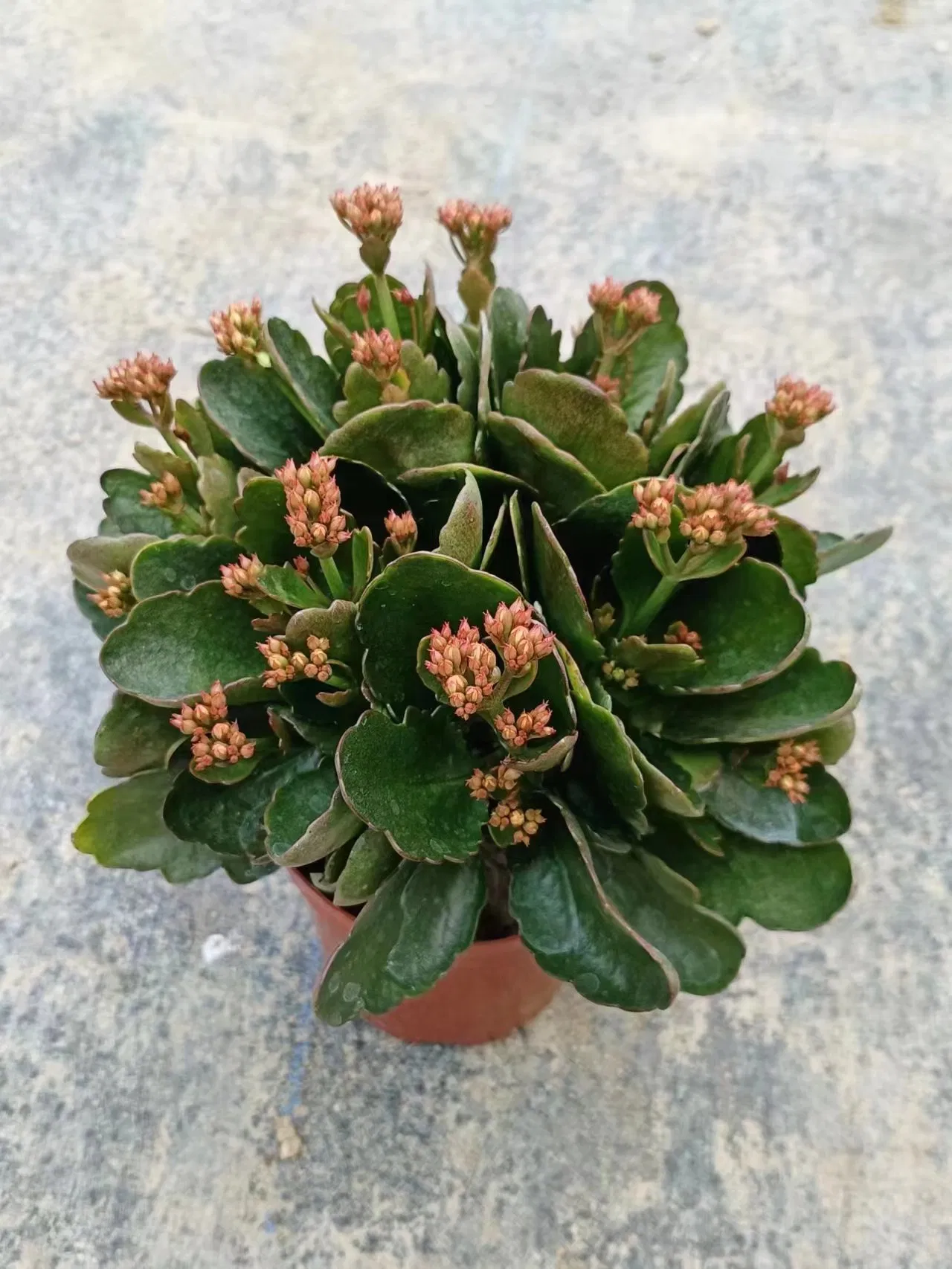 Low Price Kalanchoe Flowers Poinsettia Plant Potted Bonsai for Home Decoration Christmas Gift on Wholesale