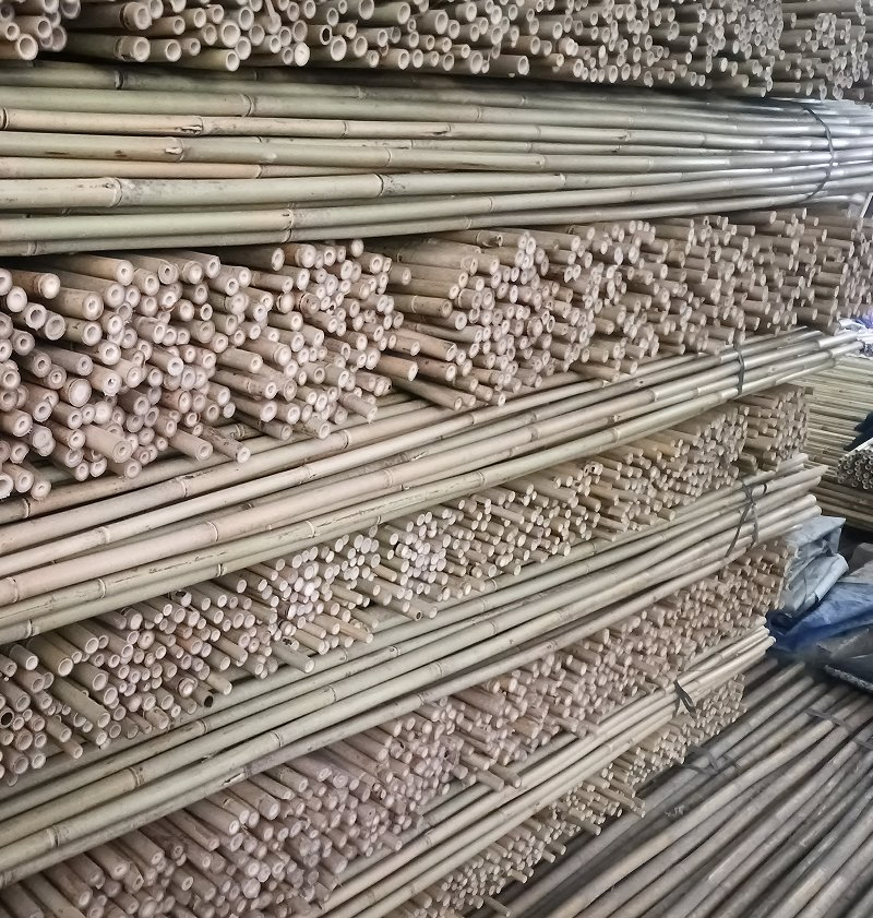 Bamboo Cane Also Called Arundinaria Amabilis Mccl