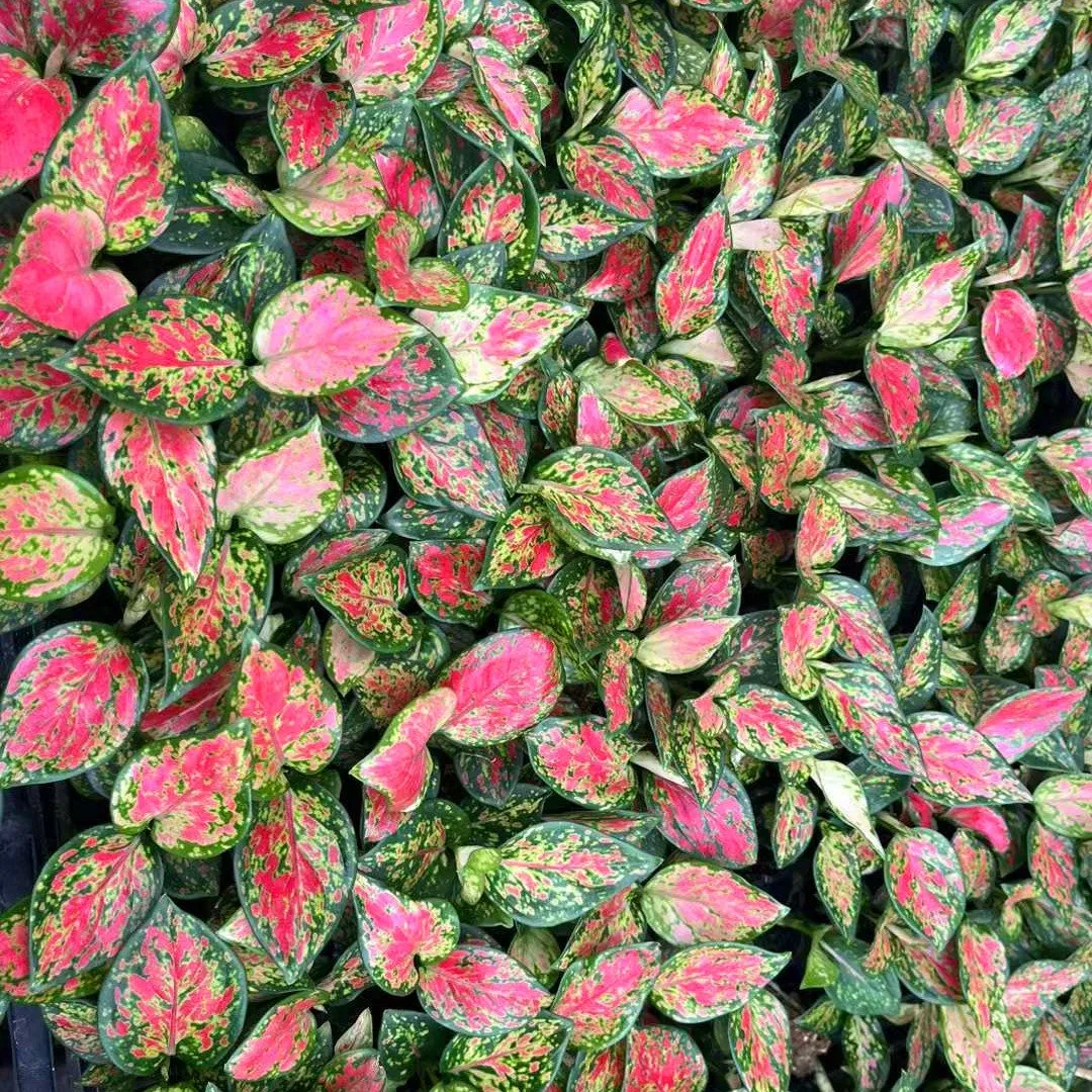 Rich Red Aglaonema Plug Seedlings Live Plants Tissue Culture Indoor Wholesale Plant