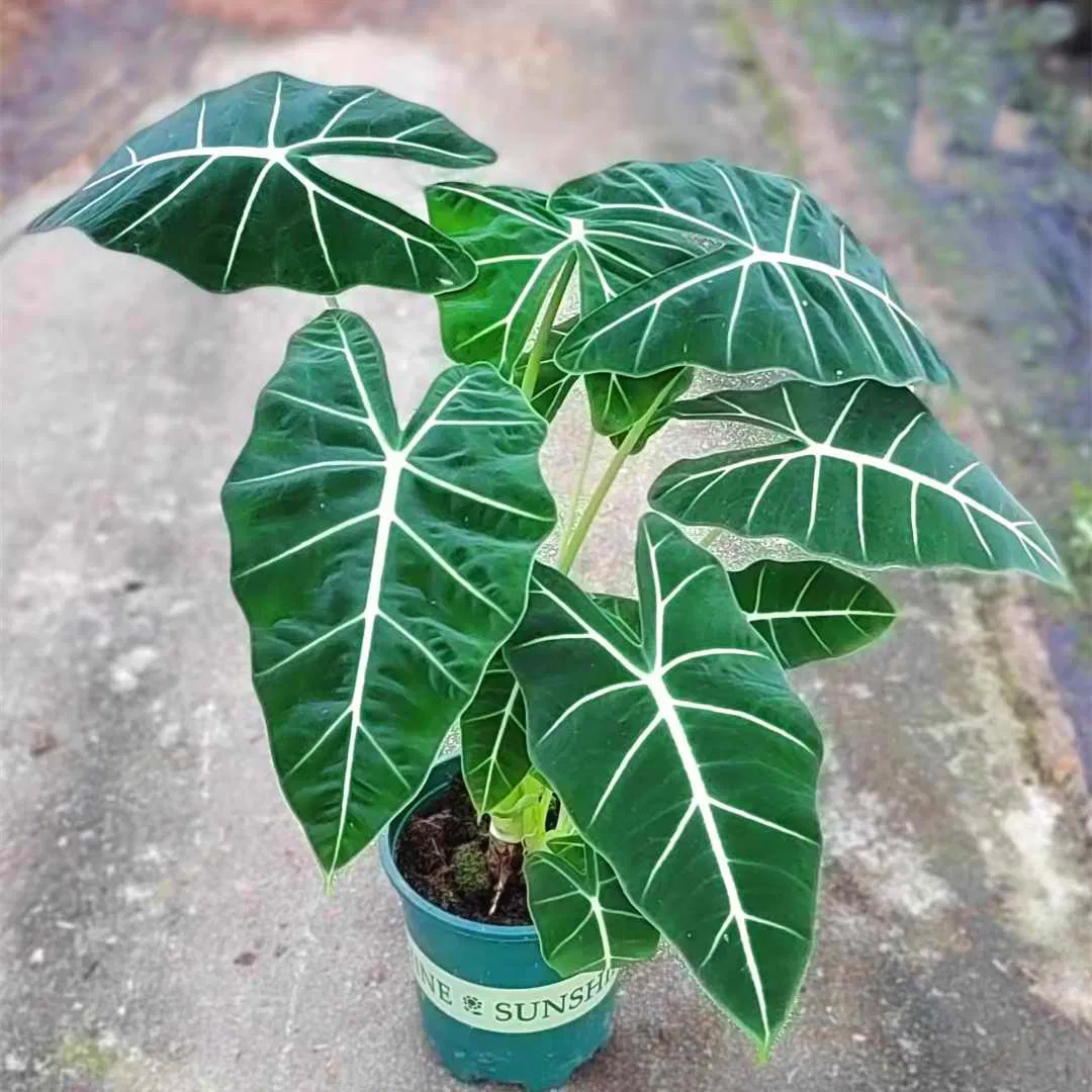Alocasia Frydek Tissue Culture Plant Young Plant Plug Seedling Wholesale Nursery