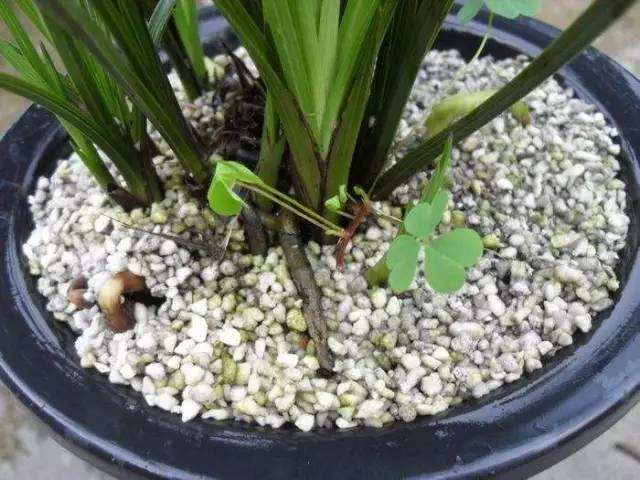 Growing Media Expanded Perlite for Hydroponics Grow Media Perlite