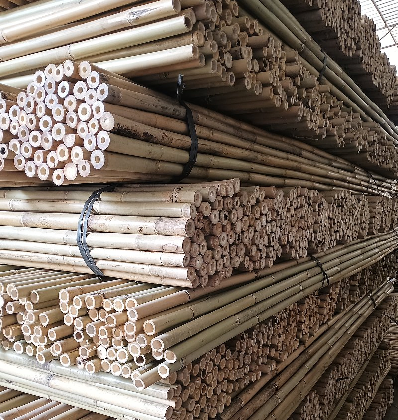 Bamboo Cane Also Called Arundinaria Amabilis Mccl