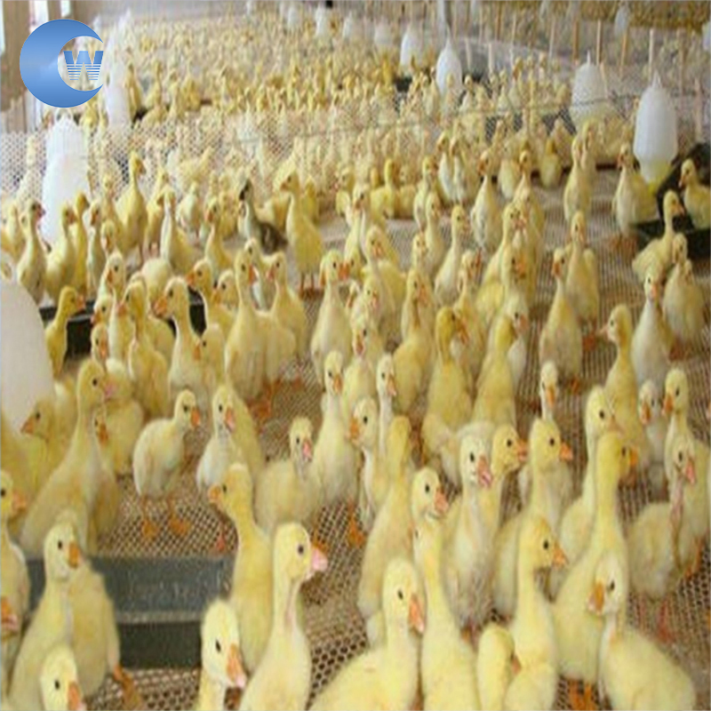 Low Price Chicken Mesh/Plastic Wire Mesh/Farm Breeding Plastic Flat Net