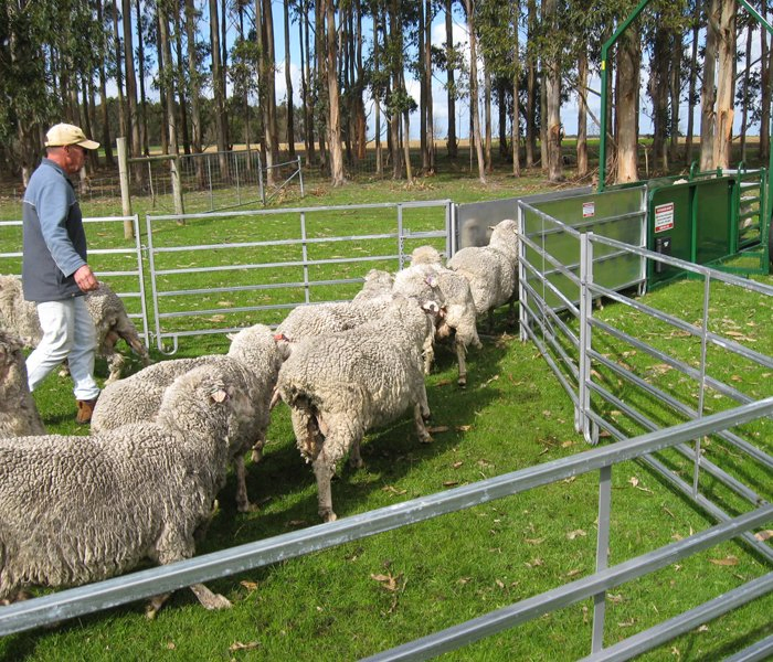 Cheap Price Wholesale Galvanized Portable Sheep Fence Panel and Goat Farm Fence