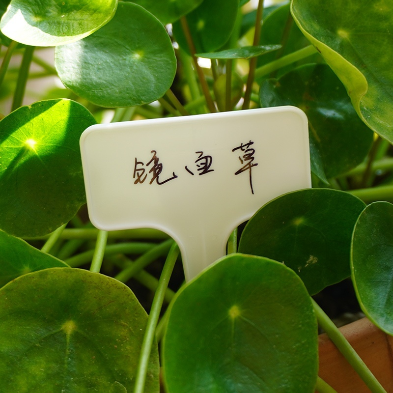 Plastic Plant Tags for Efficient Nursery Greenhouse Management