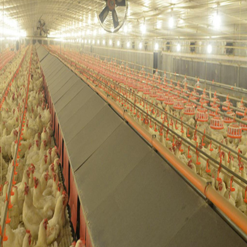 Low Cost Chicken Farm Design Structural Steel Prefabricated Poultry House