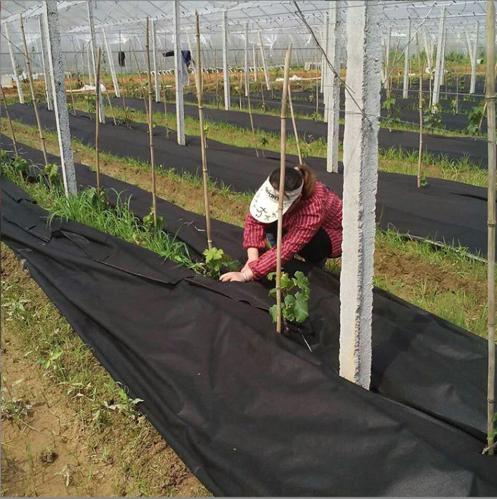 Biodegrable Agriculture PP Spunbond Non Woven Fabric for Plant Cover