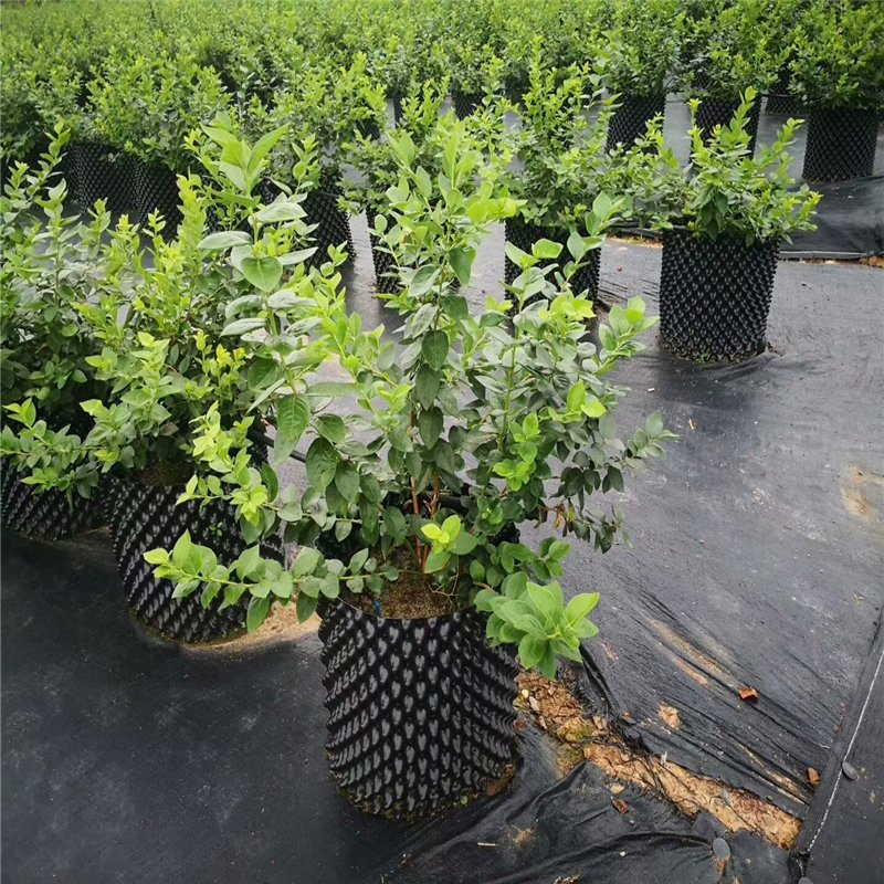 Agriculture Anti UV PP Non Woven Landscape Weed Control Mat Fabric