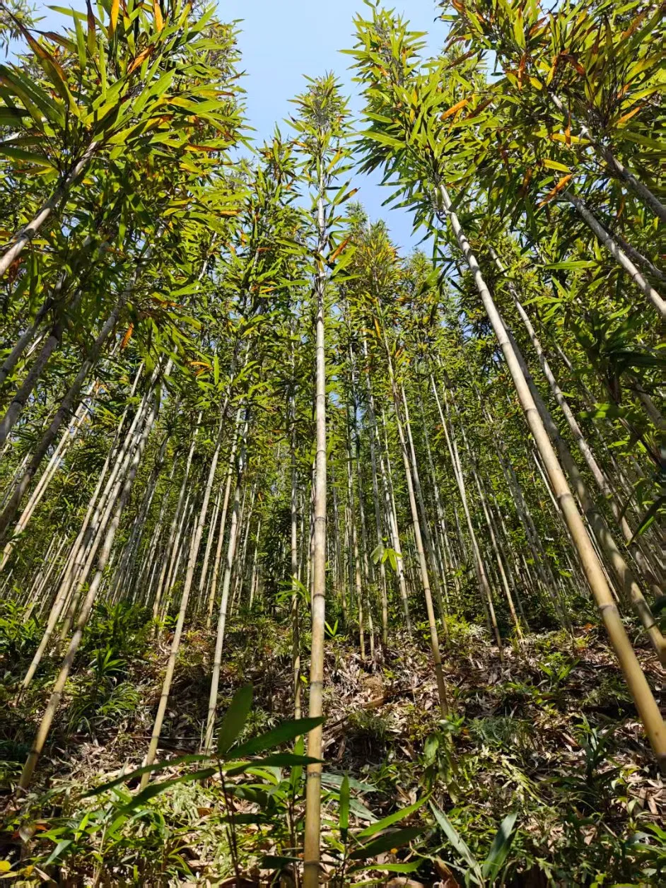 High Quality Nature Bamboo Cane Stake Dia. 22-24mm X 180cm for Plants Grow